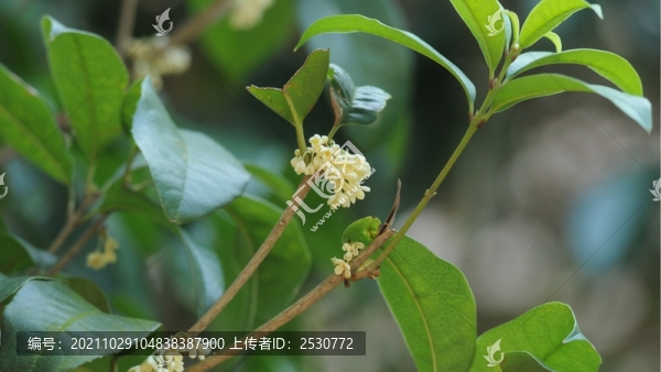 桂花