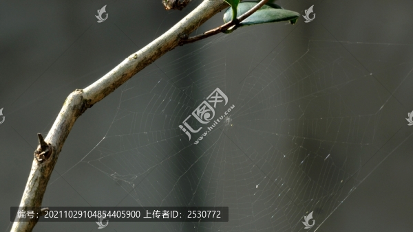 蛛網(wǎng)