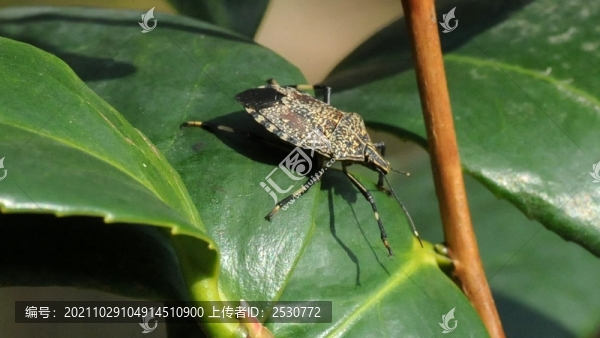 麻皮蝽