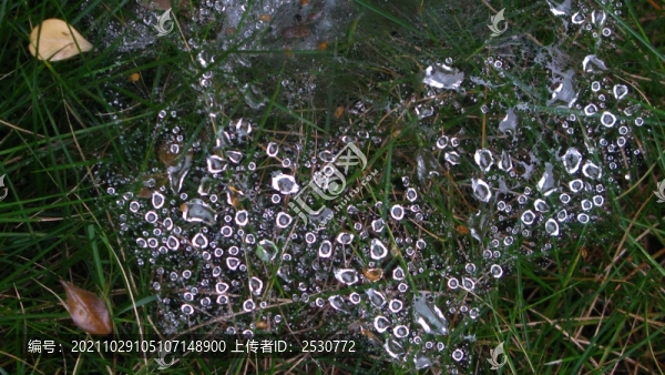 蛛網(wǎng)上的水珠