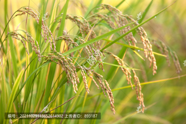 稻米生長在田地里