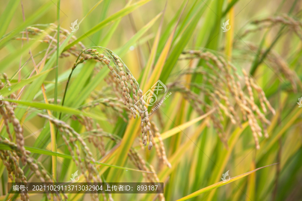 鄉(xiāng)野田間里長(zhǎng)勢(shì)良好的稻田