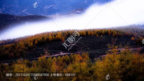 云海雪松云瀑川西風景美姑風景