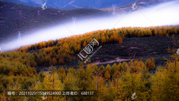 云海雪松云瀑川西風(fēng)景美姑風(fēng)景