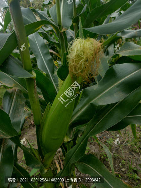 玉米地特寫-匯圖網(wǎng) www.fosd68.com 玉米地特寫