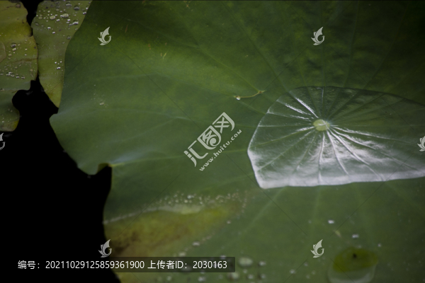 雨后荷葉