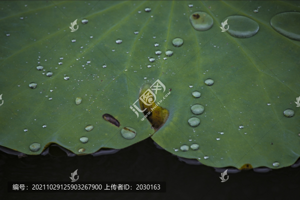 雨打芭蕉-匯圖網(wǎng) www.fosd68.com 雨打芭蕉