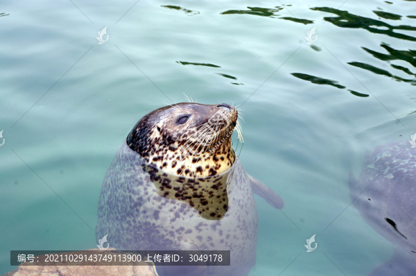 海豹