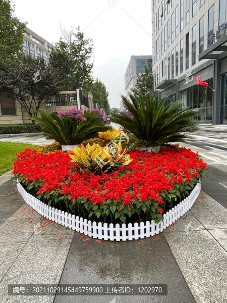 景觀花卉