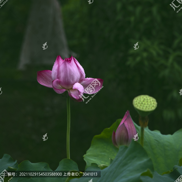 嬌艷荷花