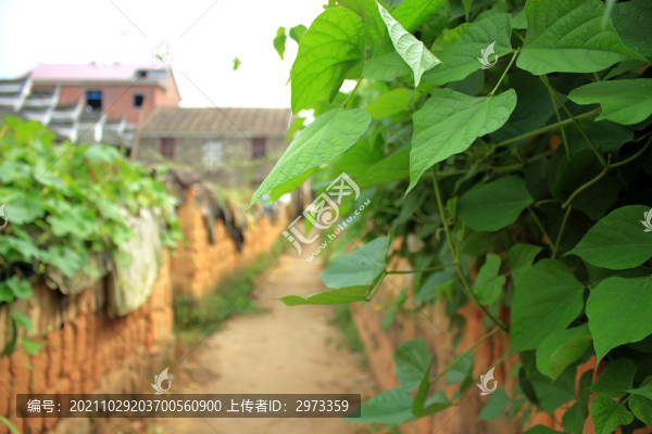 實(shí)拍農(nóng)村圍墻藤蔓