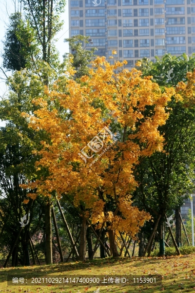 秋天的樹