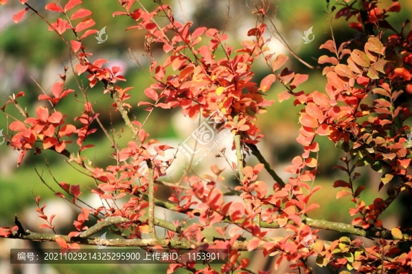 紅葉