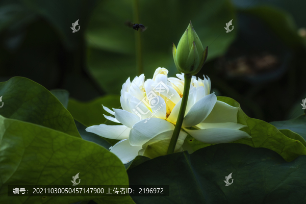 唯美多瓣白色荷花圖