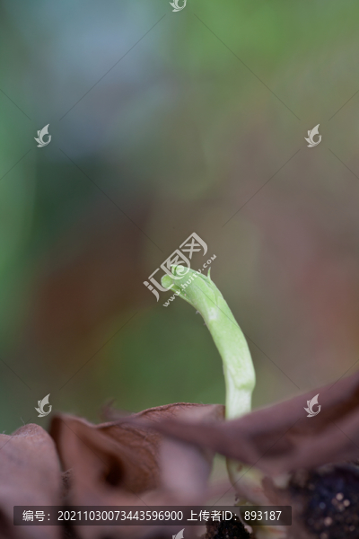 一堆枯黃的落葉里長出一株綠苗