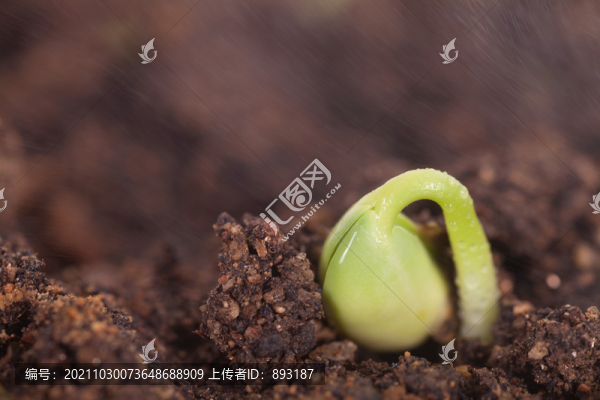 春季土壤里即將冒出來(lái)的新芽