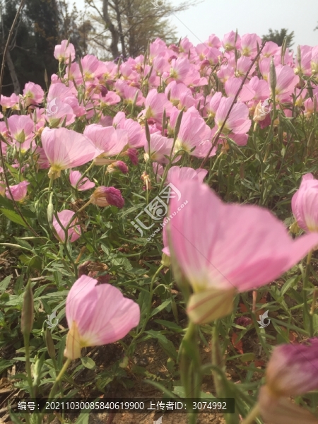 月見草花