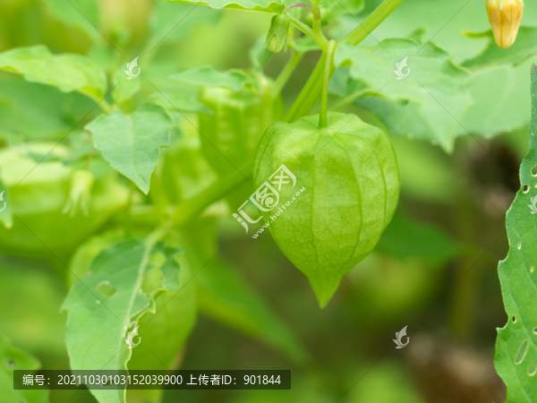 茄科植物小酸漿