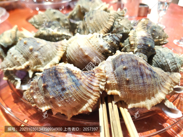 海螺