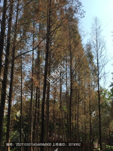 紅杉樹林森林