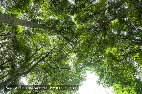 仰拍綠樹大樹