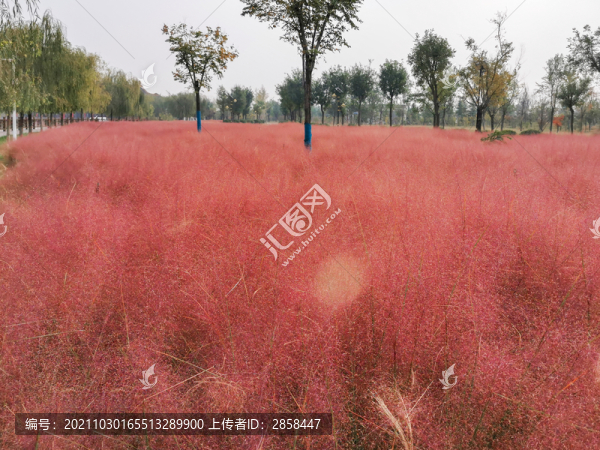 粉黛亂子草