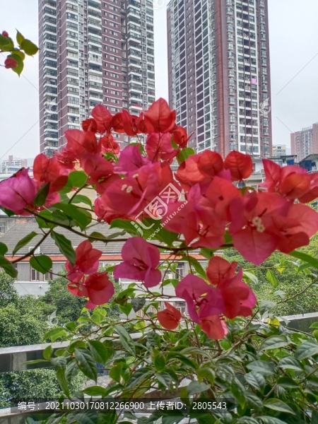 葉子花