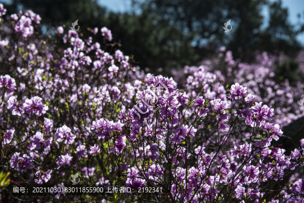 青島大珠山杜鵑花藍(lán)荊子
