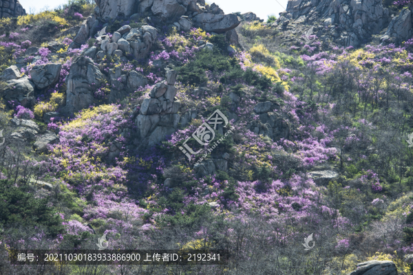 青島大珠山杜鵑花藍荊子漫山遍野