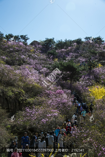 青島大珠山杜鵑花觀花云徑