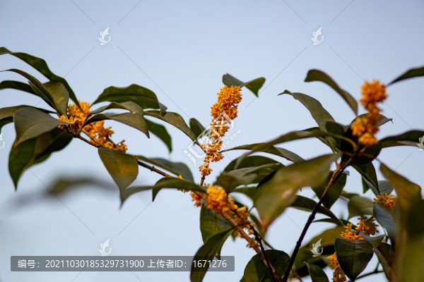 桂花