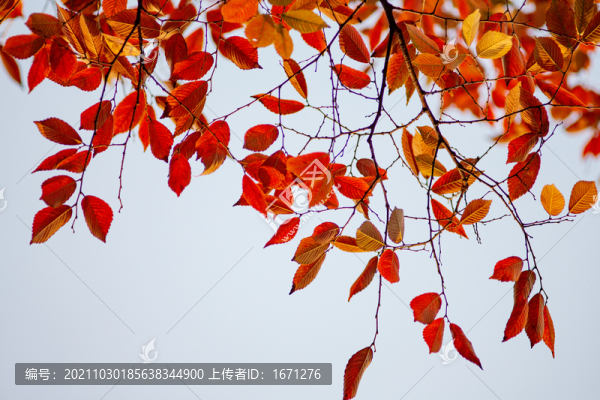 紅葉