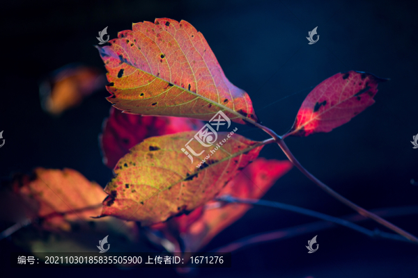紅葉