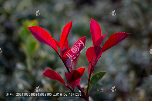 紅葉
