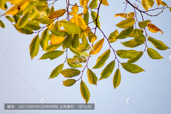 紅葉