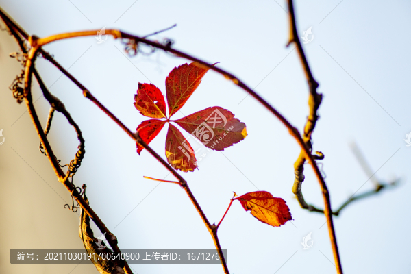 紅葉