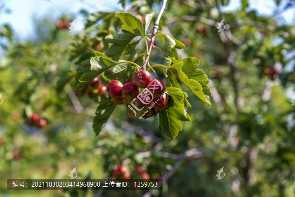 紅山楂果實