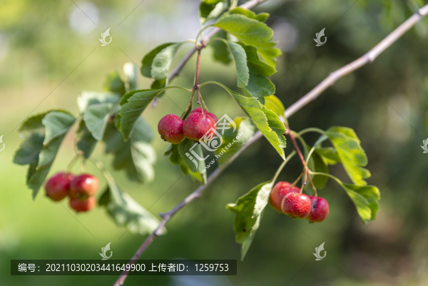 紅山楂果實