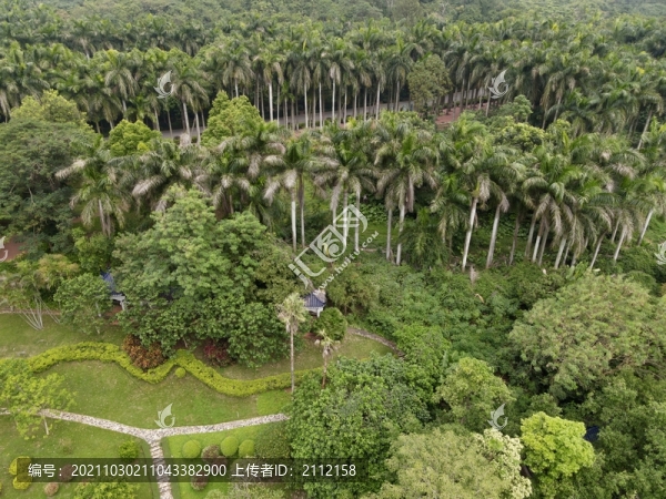 湖光巖景區(qū)的棕櫚林
