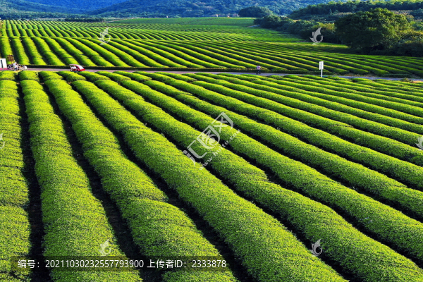 茶葉
