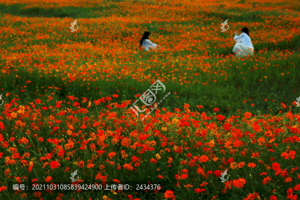 記錄花美年華