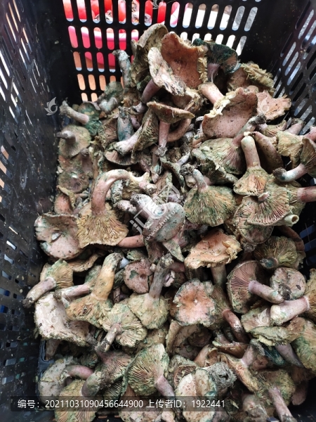 烏樅菌