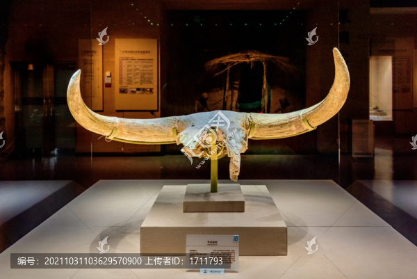 寧夏博物館舊石器時(shí)代牛頭化石
