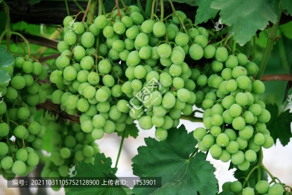 葡萄