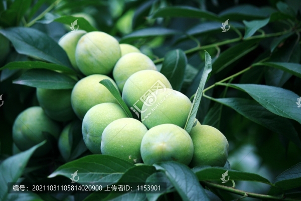 李子