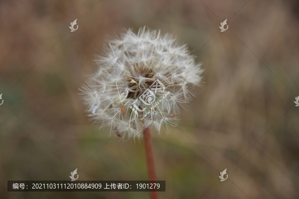 蒲公英