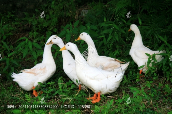 散養(yǎng)鴨
