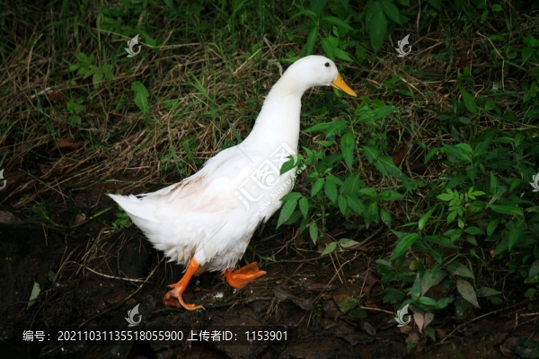 散養(yǎng)鴨