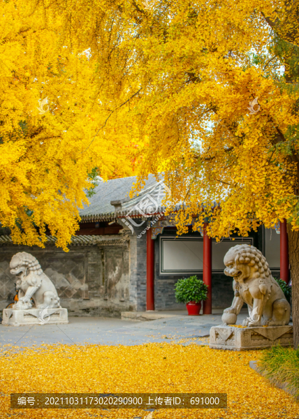 秋天清華大學(xué)工字廳前的黃葉和石