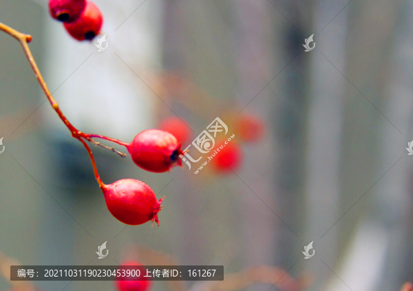 殷紅山楂果